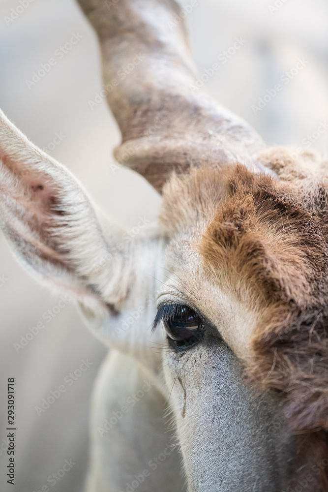 Obraz premium closeup portrait for a takin 