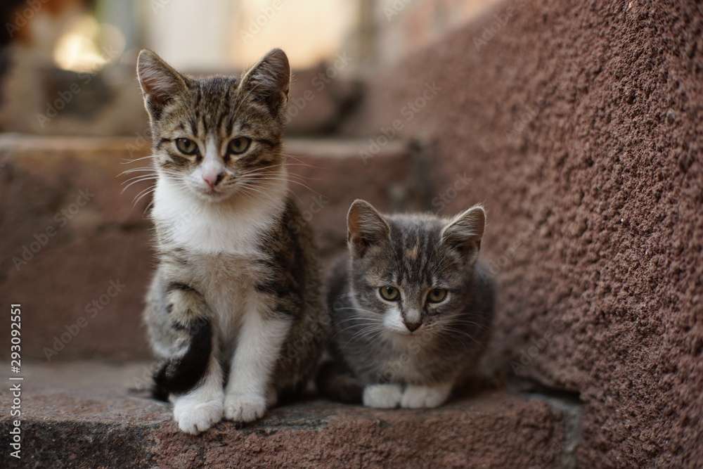 two cute kittens are sitting on the stone steps outdoor two cute kittens are sitting on the stone steps outdoor