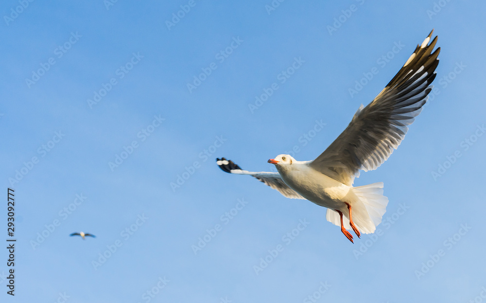 Obraz premium seagull flying in the blue sky