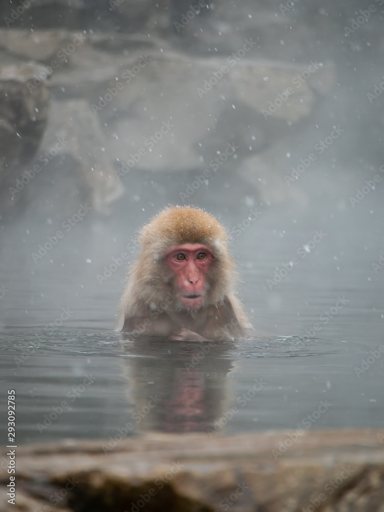 Naklejka premium Portrait of Japanese Snow Monkey Macaque bathing in natural outdoor hot spring while snowing in winter season, Jigokudani Monkey Park, Nagano, Japan