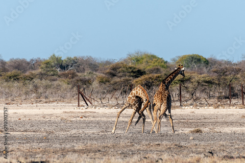 Two Male Angolan Giraffes - Giraffa giraffa angolensis- fighting by hitting each other with their long necks. Etosha National Park, Namibia.