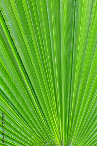 background of green palm leaf