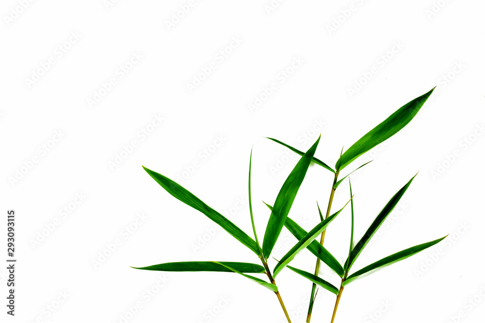 Fototapeta premium Fresh green bamboo leaves isolated on white background