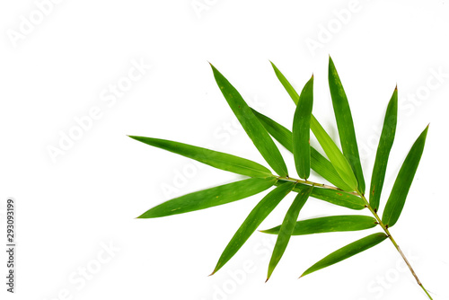 Fresh green bamboo leaves isolated on white background photo