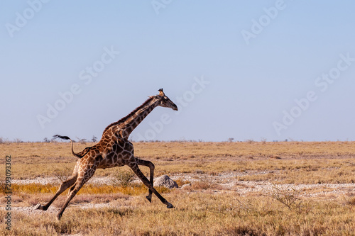 A galloping Giraffe - Giraffa Camelopardalis- on the plains of Etosha National Park, Namibia.