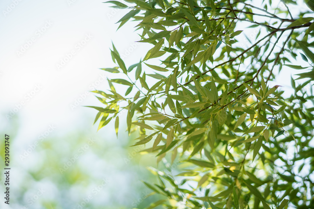A beautiful willow leafs ang twigs lighted by summer sun A beautiful willow leafs ang twigs lighted by summer sun