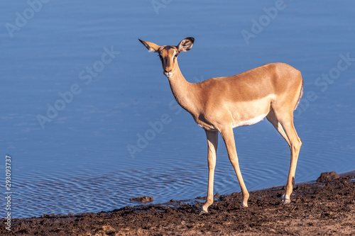 One Impala -Aepyceros melampus- walking in front of a waterhole in Etosha National Park, Namibia. photo