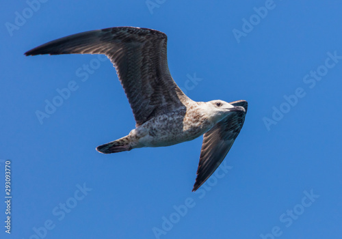 Seagull in flight against the blue sky