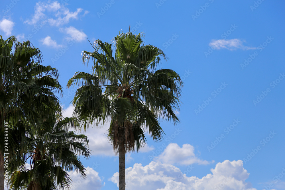 palm trees against bright blue sky