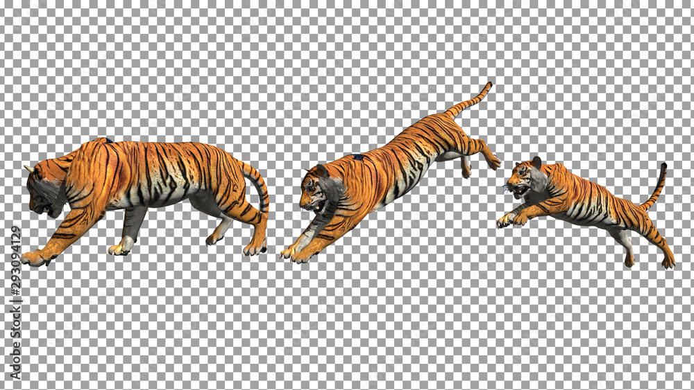Bengal tiger pose jump animation with pose to pose by 3d rendering include  work path for alpha. Stock Illustration | Adobe Stock