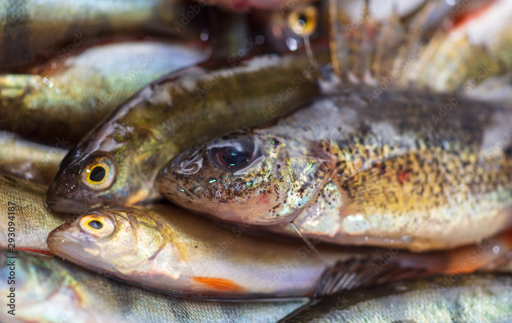 Small fish perch and ruff Small fish perch and ruff