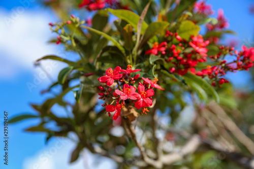 tiny red flowers on a tree in south Florida 