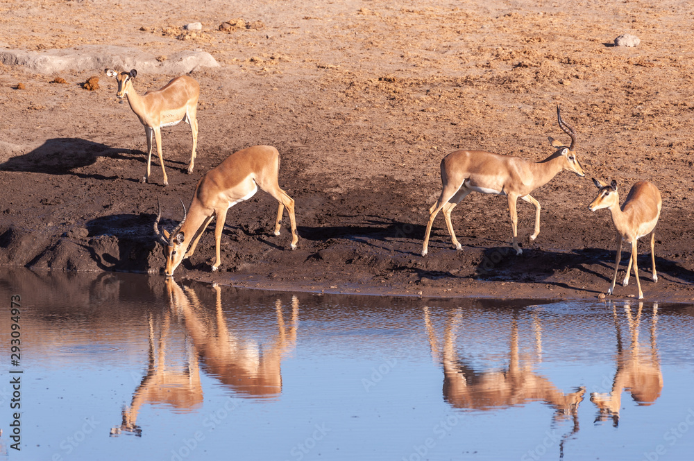 A group of Impalas -Aepyceros melampus- drinking from a waterhole in Etosha National Park, Namibia. A group of Impalas -Aepyceros melampus- drinking from a waterhole in Etosha National Park, Namibia.