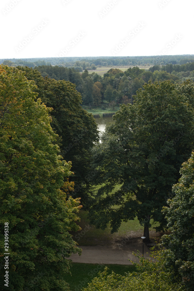 Obraz premium Białowieża