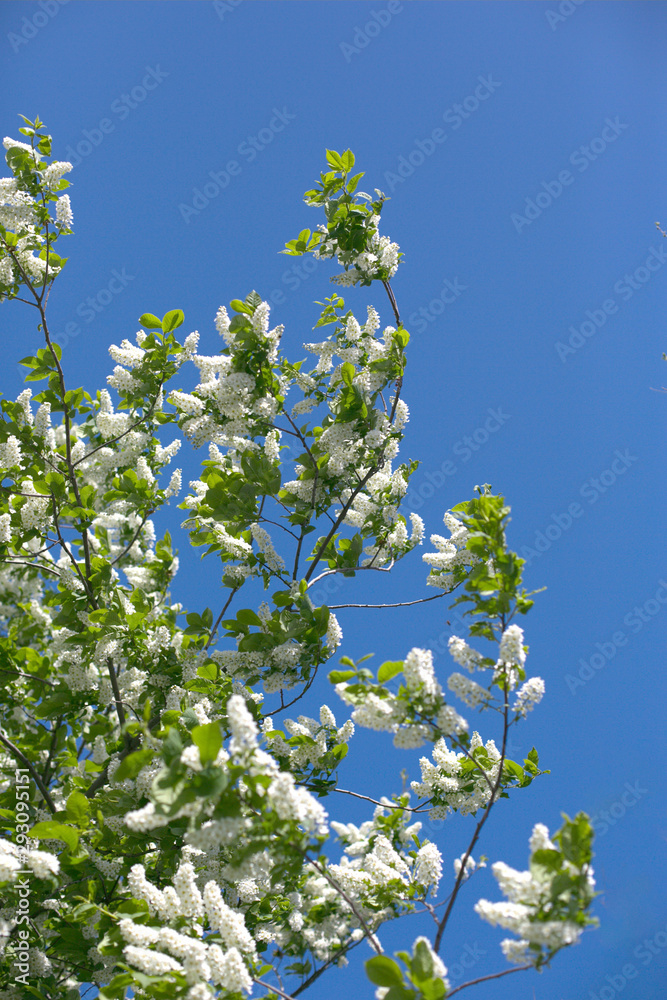 A branch of blooming white bird-cherry tree on a sunny spring day