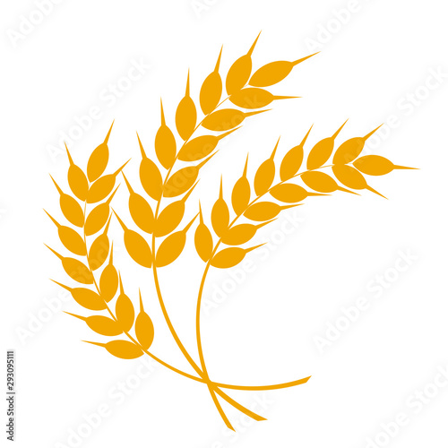 Wheat or barley ears. Harvest wheat grain, growth rice stalk and whole bread grains or field cereal nutritious rye grained agriculture products ear symbol. Isolated vector icon