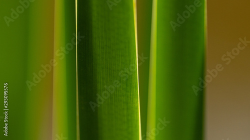 closeup of green leaf