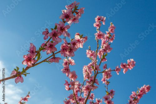 Peach branches in bloom with blue sky and some clouds in the background