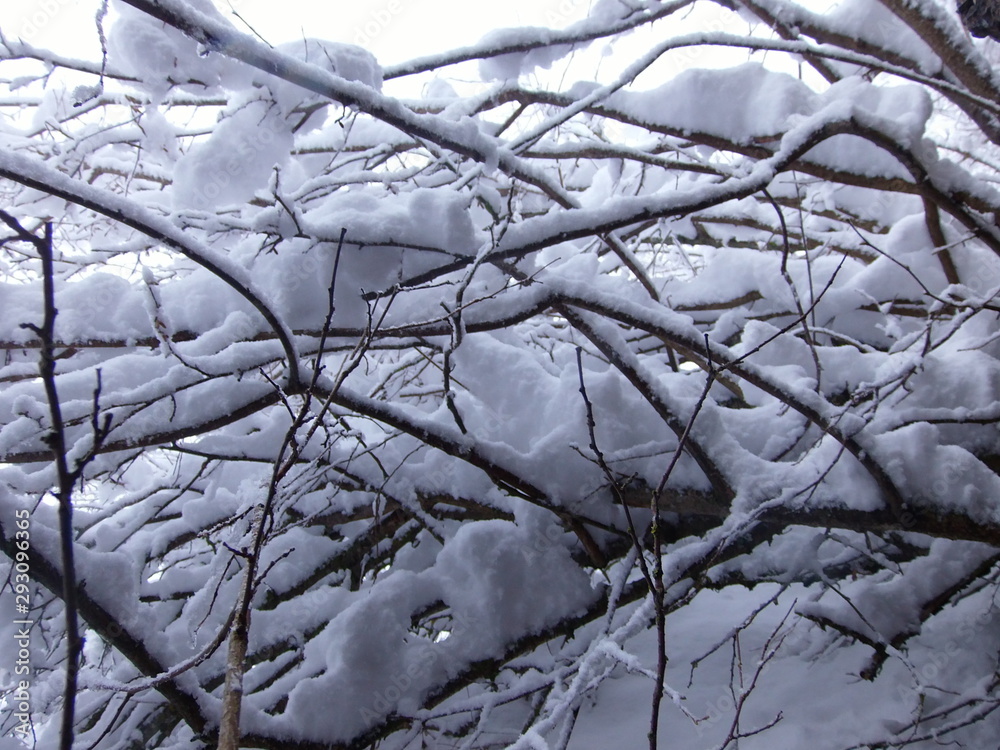 Snow on branches Snow on branches