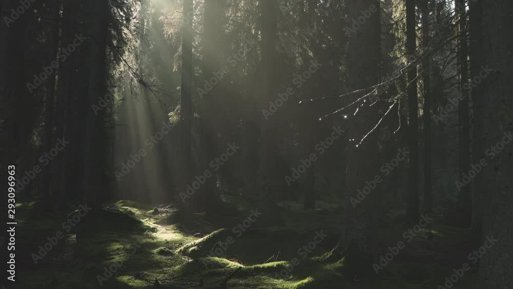 Static shot inside forest with morning mist and light rays. Water drops from trees. Magic autumn morning in the woods