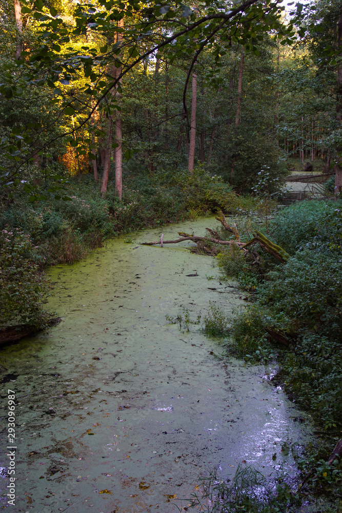 Obraz premium Białowieża