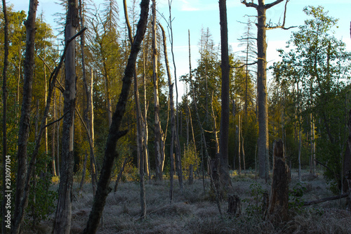 Fototapeta Naklejka Na Ścianę i Meble -  Białowieża
