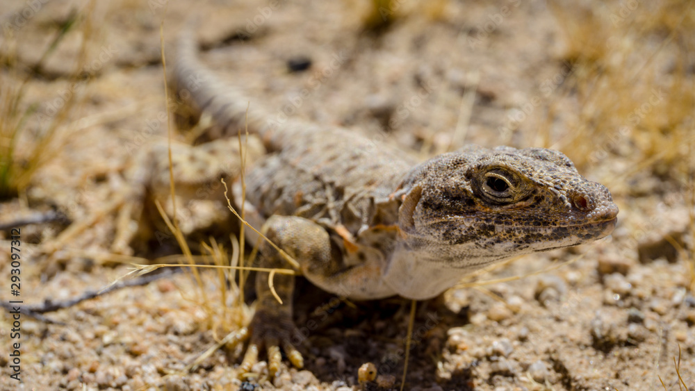 Naklejka premium Mojave fringe-toed lizard in the Mojave desert, USA