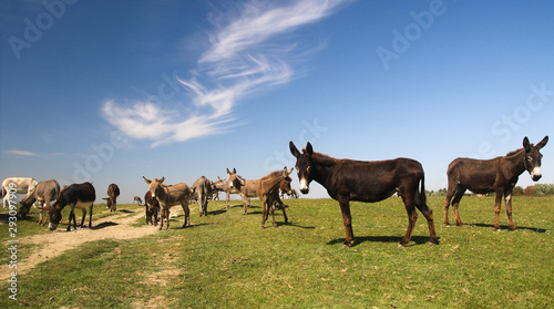 Fotografering Herd of wild donkeys graze on pasture