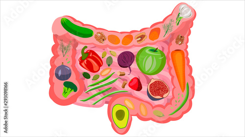 Healthy food for intestinal health. Vector illustration