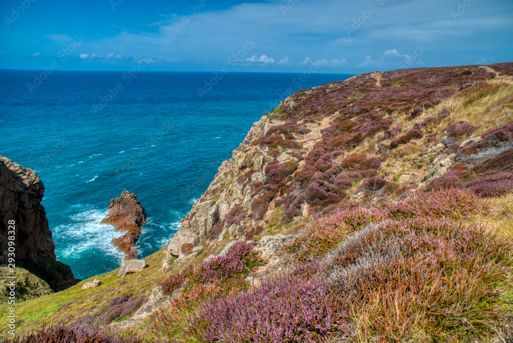 Purple heather on clifftops above blue sea. 