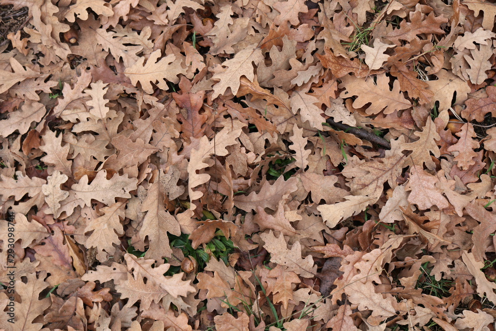 SUELO LLENO DE HOJAS DE ROBLE SECAS EN OTOÑO