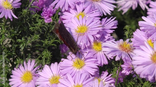 Butterfly European Peacock on aster