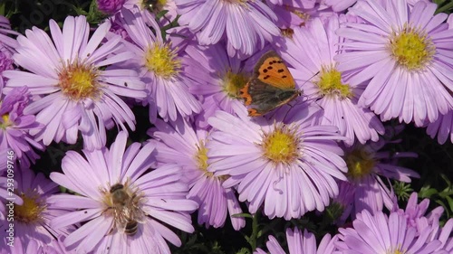 butterfly small copper and bee on aster