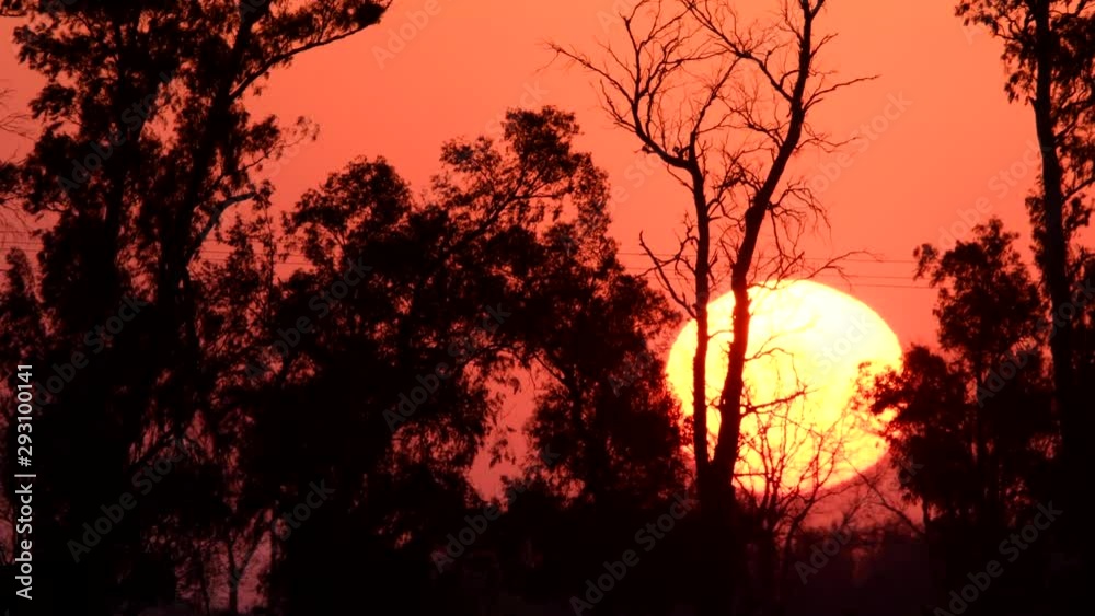 Big, orange sun setting behind the trees. Big, orange sun setting behind the trees.