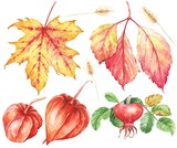 Watercolor fall leaves and berries isolated on white background. Hand drawn season illustration.
