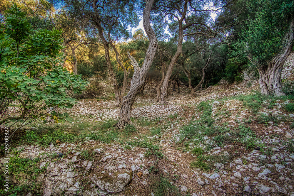 Forest in Greece and ruins Forest in Greece and ruins