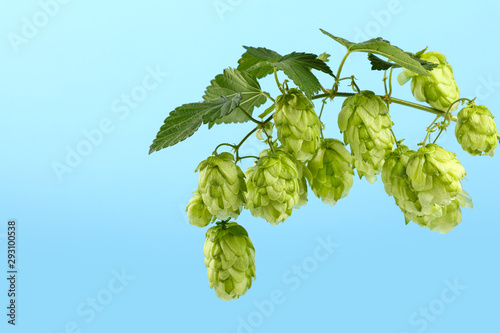 Close up fresh green hop bine branch over blue sky