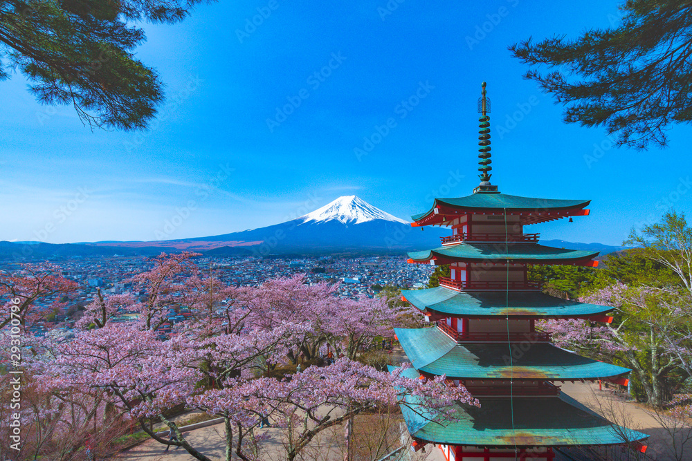 Fototapeta premium Japan Cherry Blossom