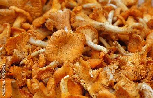 Chanterelle edible mushrooms at retail display