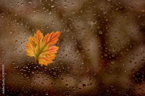 There are wet drops on the window after rain. Autumn yellow, beautiful leaf stuck to the wet window. Photo with a blurry background in cold and warm tint.