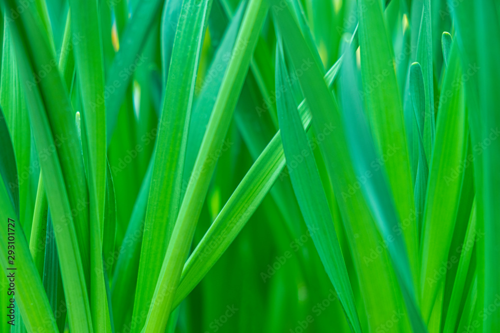 The leaves of the tulip.Concept for blurred green background. The leaves of the tulip.Concept for blurred green background.