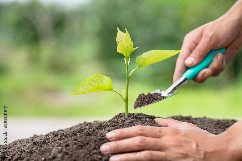 Planting a tree. Closeup hand of the men planting the seedlings into the ground, The idea of