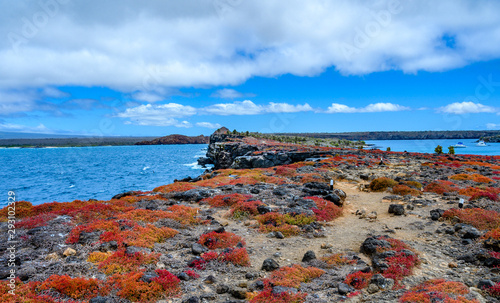 Landscape of Plaza Sur island at Galapagos, Ecuador.