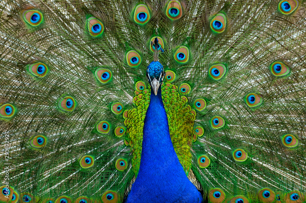 Obraz premium peacock