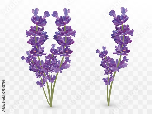 Bunch beautiful violet flowers. Lavender isolated on transparent background. Fragrant bunch lavender. Tender bouguet of lavender. Vector illustration