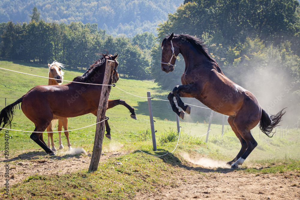 Stallion rearing up. Herd of horses fighting on pasture Stallion rearing up. Herd of horses fighting on pasture