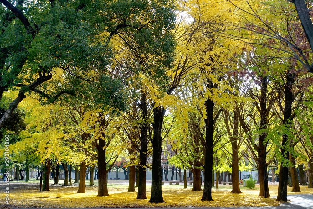Naklejka premium 黄色く染まった蘆花公園のイチョウ