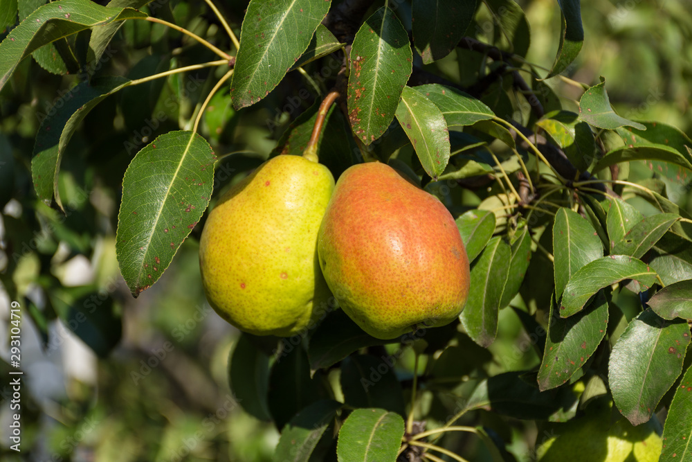 Ripe pears on tree branch harvest 2019 Ripe pears on tree branch harvest 2019