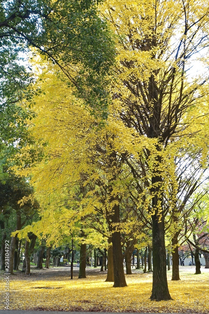黄色く色付いた蘆花公園のイチョウ