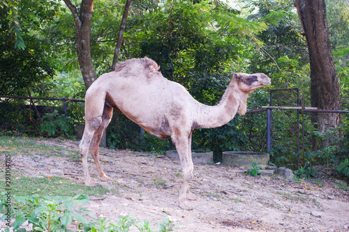 Camel in the zoo, side view © ek